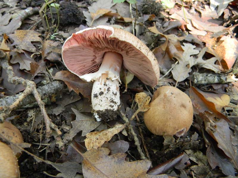 Agaricus fotog.il 15.10.2010.sotto Quercia